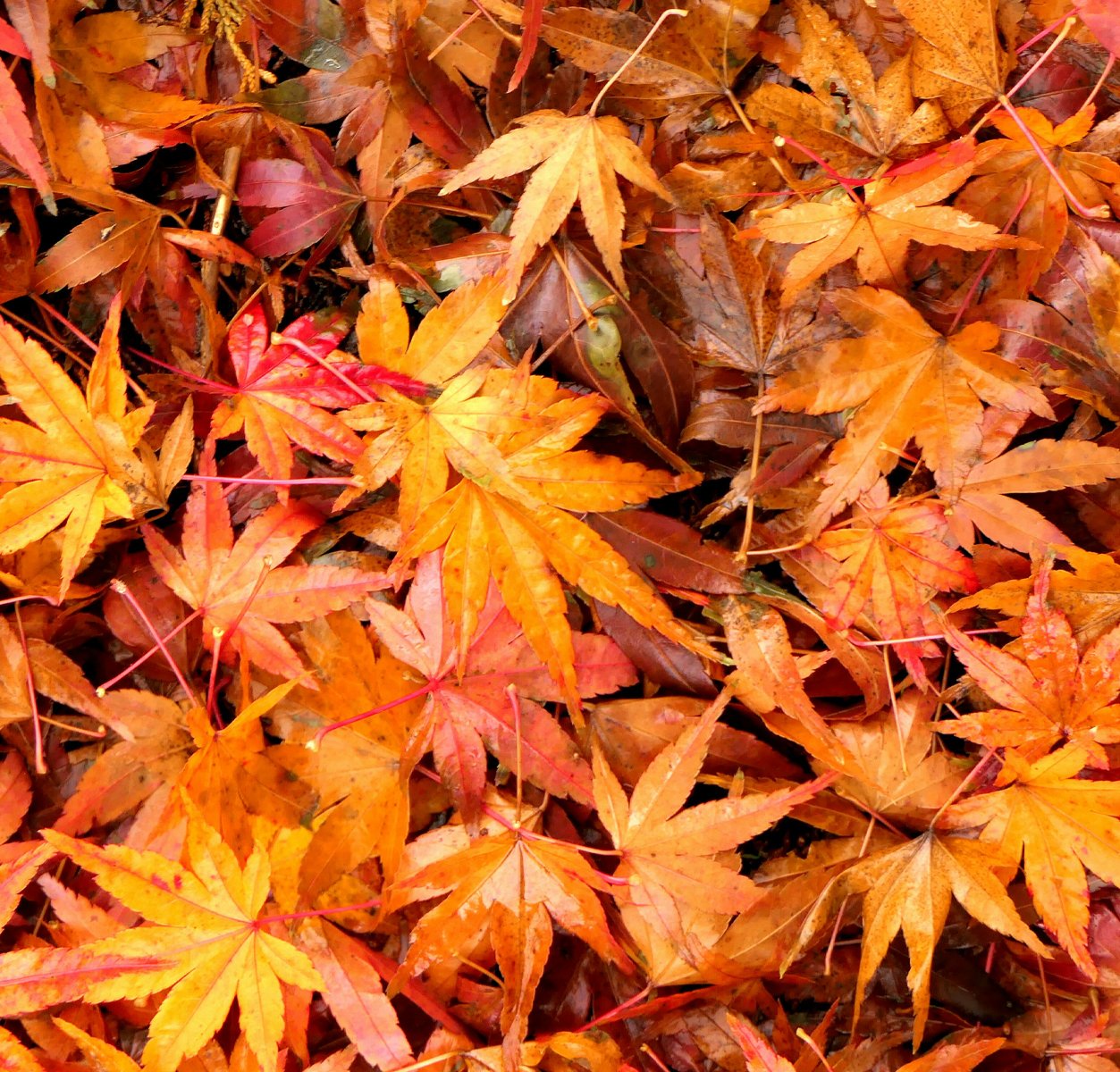 Leaf Removal Leaf Removal